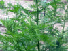 Fresh green wormwood plant with feathery, deeply lobed leaves. Herbal garden foliage.