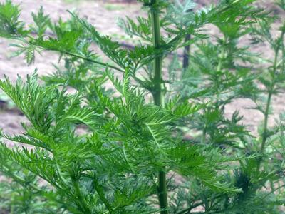 Fresh green wormwood plant with feathery, deeply lobed leaves. Herbal garden foliage.
