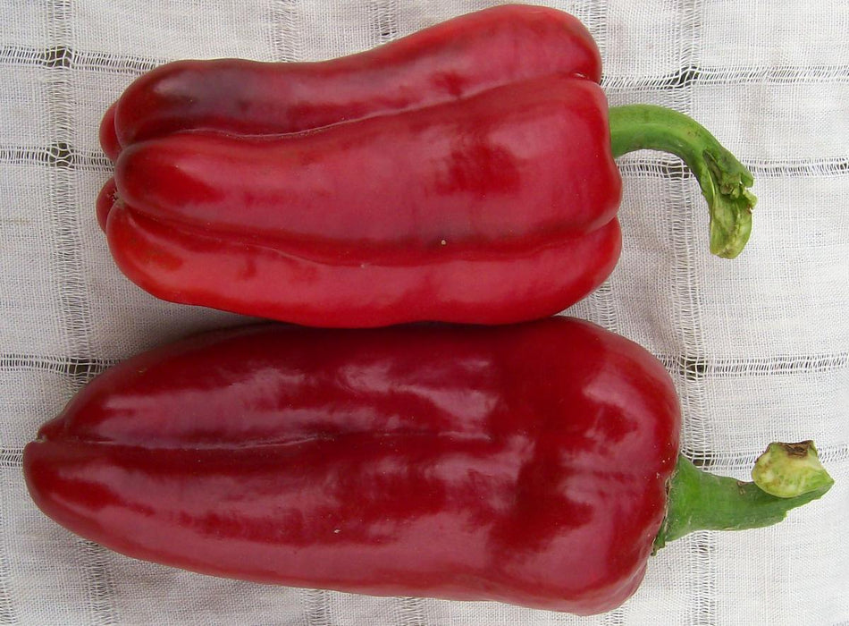 Two vibrant red bell peppers on a white textured background. Fresh produce for healthy cooking.