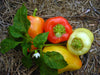 Vibrant red, orange, and yellow sweet bell peppers with green leaves, a white flower, and straw mulch.
