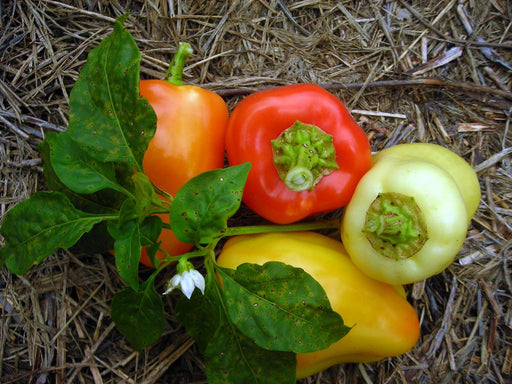 Vibrant red, orange, and yellow sweet bell peppers with green leaves, a white flower, and straw mulch.