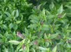 Thai basil plant with vibrant green leaves and small purple flower spikes.