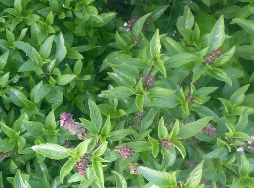 Thai basil plant with vibrant green leaves and small purple flower spikes.