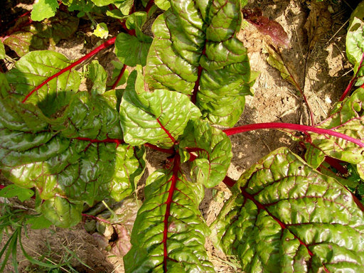 Fresh red Swiss chard plants with green leaves and bright red stalks in a home garden. Organic vegetables.