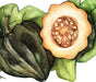Dark green acorn squash, whole and halved to show orange flesh and seeds. Delicious winter vegetable for cooking.