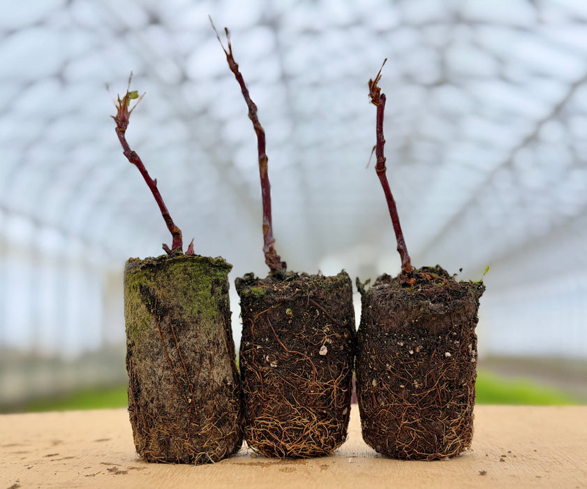 Three young plant plugs with developed root balls and bare stems on wood. Ready for planting, nursery propagation.