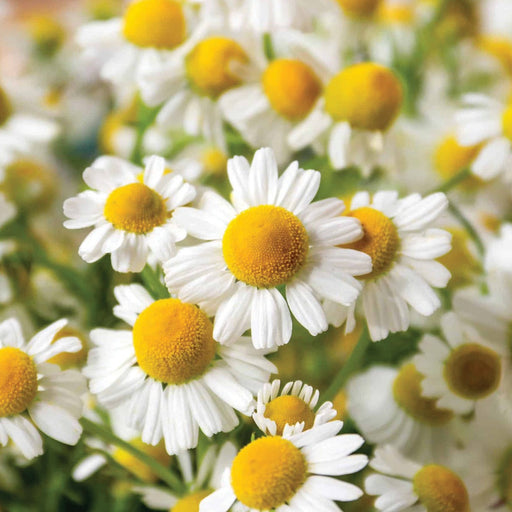 Vibrant chamomile flowers with white petals and golden yellow centers. Perfect for calming herbal tea and natural remedies.