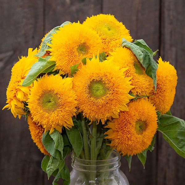 Fluffy yellow 'Teddy Bear' sunflower bouquet in a glass jar. Vibrant fall flowers, garden blooms, home decor.