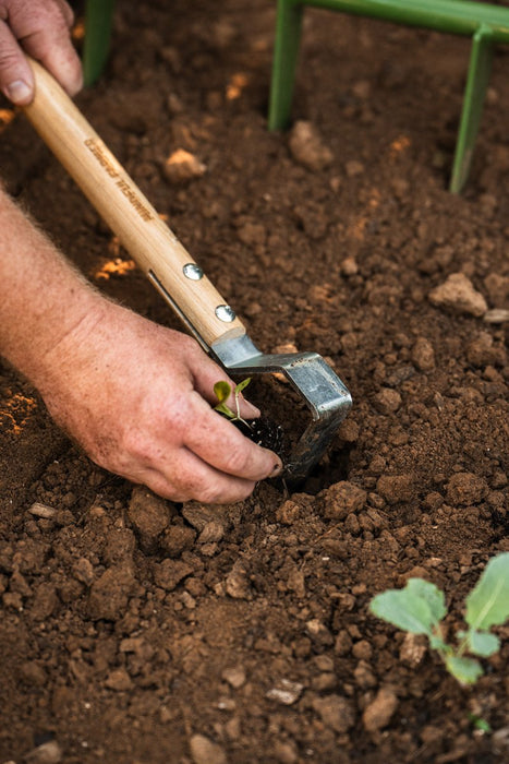 Hand planting green seedling in rich garden soil with a cultivator. Spring gardening.