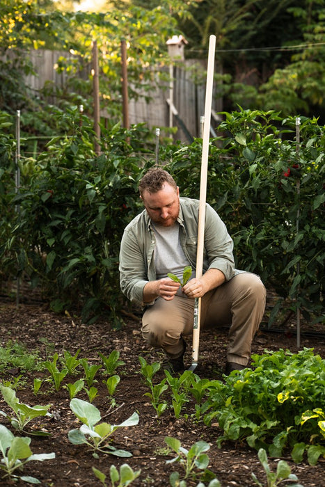 Gardener inspecting young vegetable leaves with a hoe in a thriving garden. Sustainable growing, fresh produce.