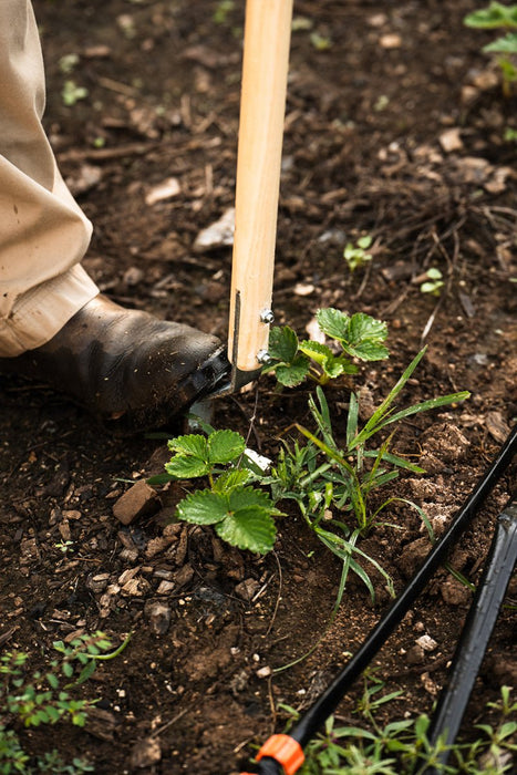 Gardener's boot on a hoe, weeding strawberry plants in rich soil with drip irrigation.