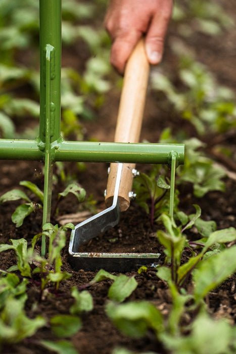 Gardener's hand uses a stirrup hoe to weed young plants in a garden. Green cultivator frame and soil.