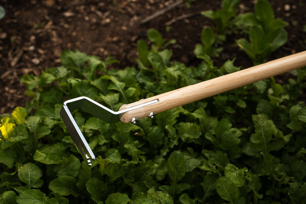 Stirrup hoe with wooden handle and metal blade in a garden bed of green plants. Essential weeding tool.
