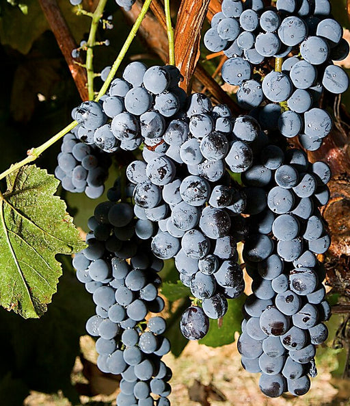 Lush, ripe purple grapes with water droplets on the vine, perfect for winemaking.