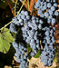 Lush, ripe purple grapes with water droplets on the vine, perfect for winemaking.