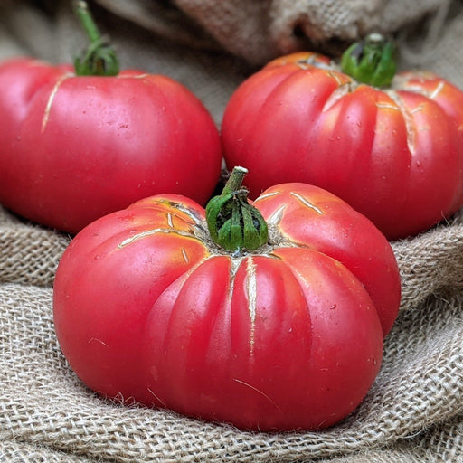 Ripe red heirloom tomatoes, slightly ribbed with green stems and water drops, resting on natural burlap.