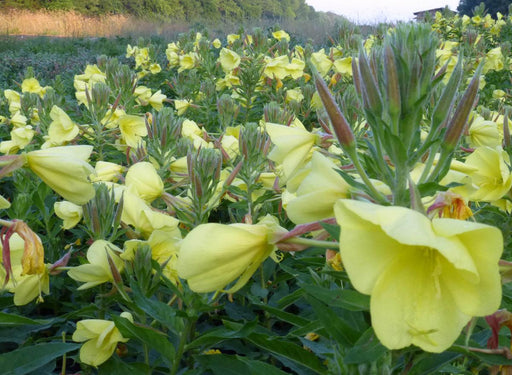 Vibrant field of yellow evening primrose blooms, showing green stems, leaves, and closed flower buds.