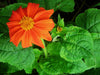 Vibrant orange Mexican sunflower with a yellow center, green flower bud, and lush green leaves. Garden bloom.