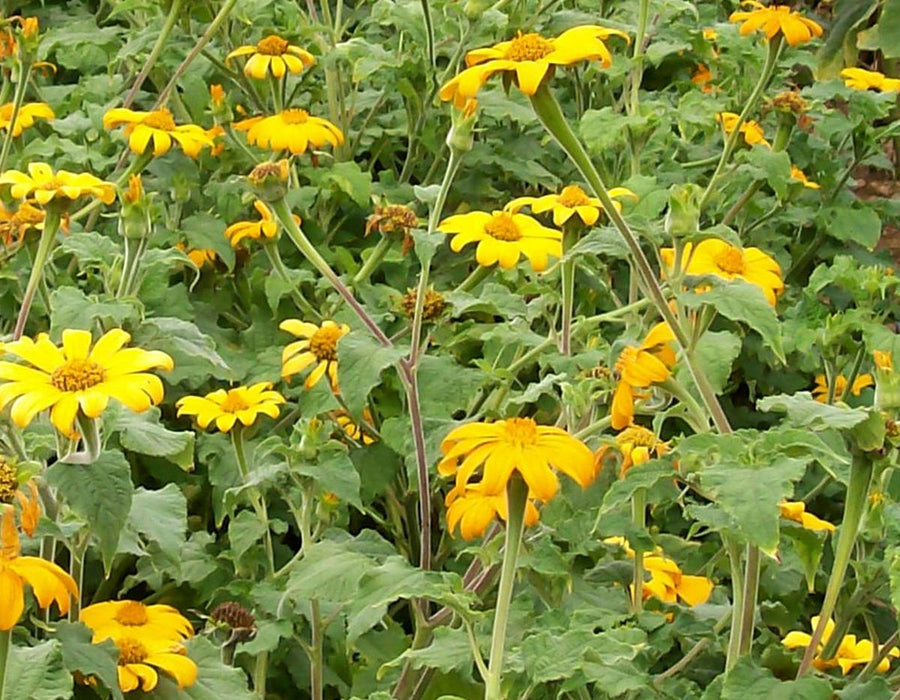 Vibrant yellow daisy-like flowers blooming amidst lush green foliage in a sunny garden.