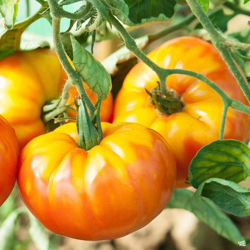 Ripe orange and yellow heirloom tomatoes growing on the vine. Fresh garden produce, organic vegetables.