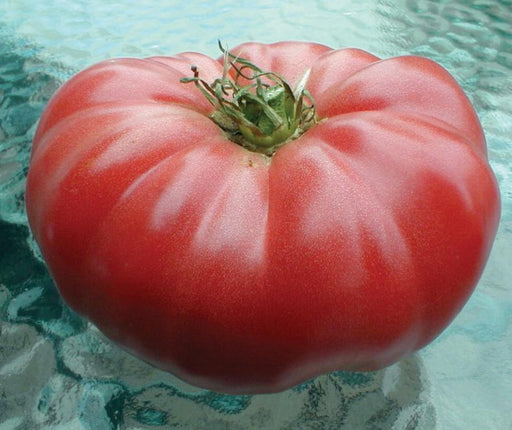 Ripe red heirloom beefsteak tomato with ribbed skin and green calyx. Fresh garden produce.
