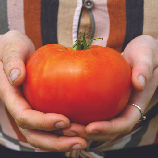Vibrant red tomato, freshly harvested, held in hands with green stem visible. Homegrown garden produce.