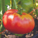 Vibrant red and yellow heirloom tomato ripening on the vine. Fresh garden vegetable with green foliage and unripe tomatoes.