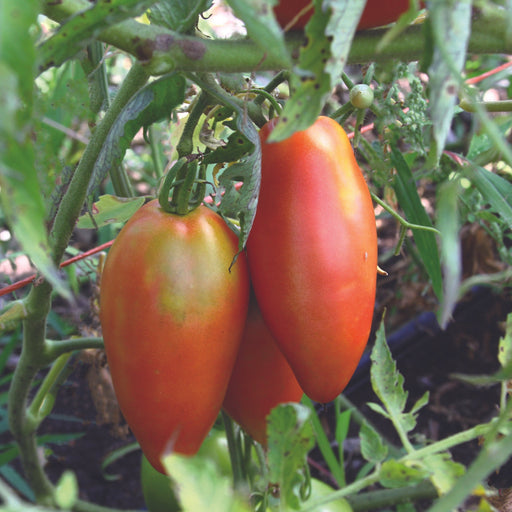 Close-up of ripening red and green Roma tomatoes growing on a healthy garden vine. Homegrown organic produce.