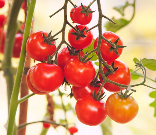 Fresh ripe red and orange cherry tomatoes on a green vine. Delicious garden harvest.