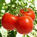 Three vibrant red garden tomatoes with fresh water droplets on a leafy green vine. Ripe and ready for harvest.