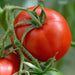 Close-up of a vibrant red tomato ripening on a fuzzy green vine.