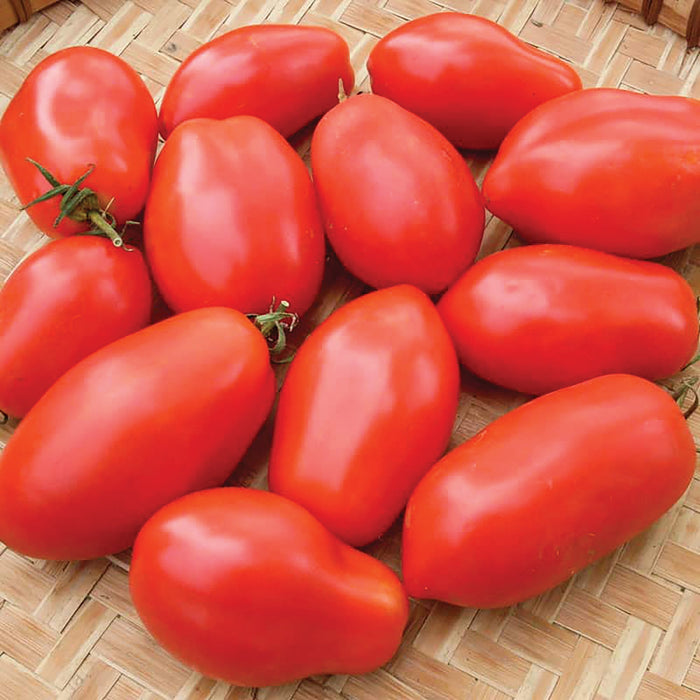 Harvest of ripe red Roma tomatoes with green stems on a woven mat. Perfect for sauce and paste.