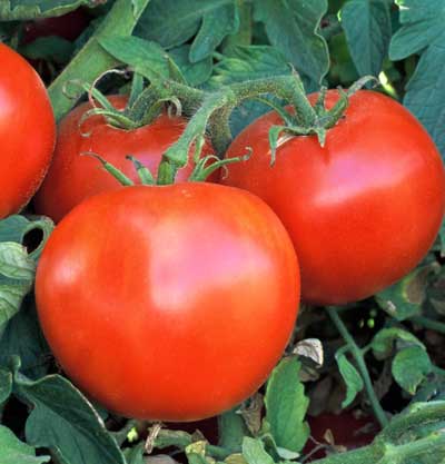 Ripe red tomatoes on a vine surrounded by green leaves. Fresh garden vegetables ready for harvest.