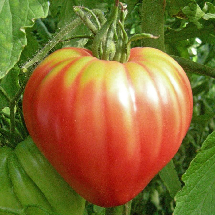 Ripe, ribbed red and yellow heirloom tomato on the vine. Fresh garden produce.