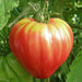 Ripe, ribbed red and yellow heirloom tomato on the vine. Fresh garden produce.