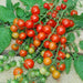 On-the-vine cherry tomatoes, vibrant red, orange, yellow, and green, surrounded by lush leaves on a rustic wood surface.
