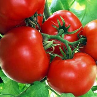 Ripe red tomatoes on the vine. Fresh garden produce, healthy vegetables.