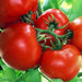 Ripe red tomatoes on the vine. Fresh garden produce, healthy vegetables.