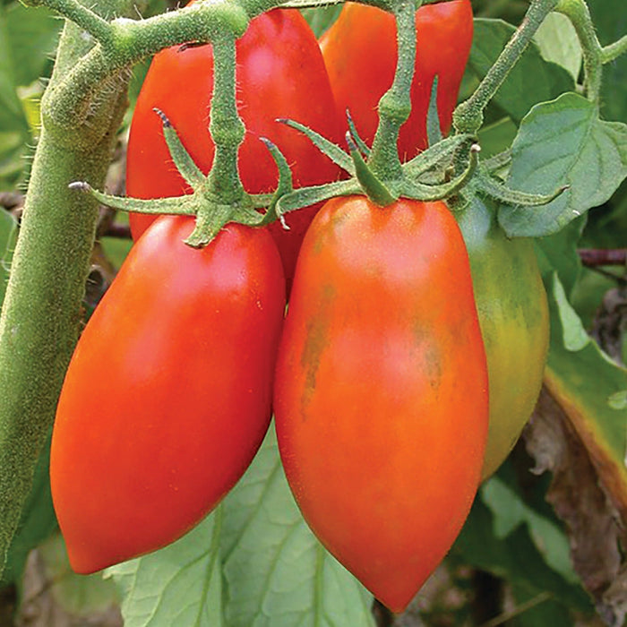 Ripe red plum tomatoes on a green vine, with developing fruit in the background. Fresh garden harvest.