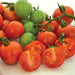 Fresh red and green tomatoes on the vine, some halved showing seeds. Ripe and unripe garden produce.