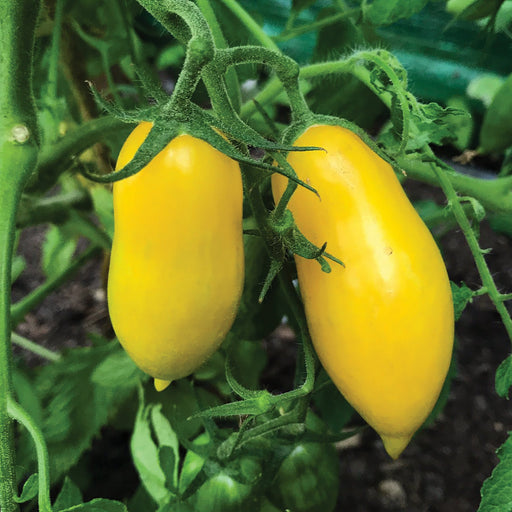 Two bright yellow paste tomatoes ripen on the vine. Fresh garden produce, ready for harvest.