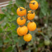 Vibrant yellow cherry tomatoes ripen on the vine, ready for harvest in a sunny garden.