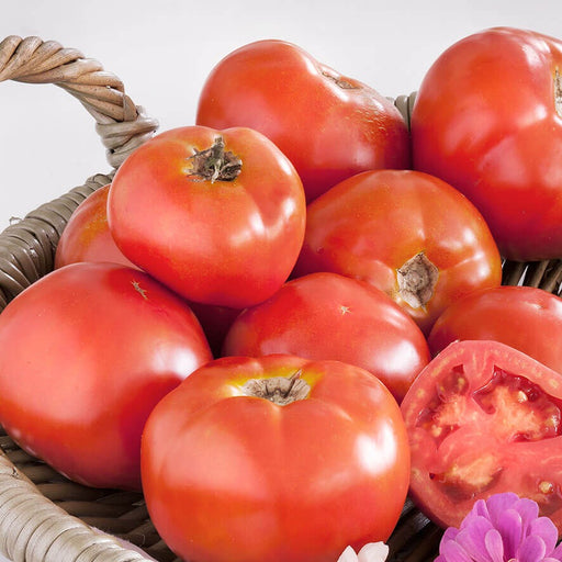 Ripe red tomatoes, whole and sliced, in a woven basket. Fresh garden produce, organic, healthy food.