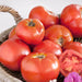 Ripe red tomatoes, whole and sliced, in a woven basket. Fresh garden produce, organic, healthy food.