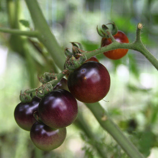 Dark purple and red cherry tomatoes ripening on a fuzzy green vine. Fresh garden produce.