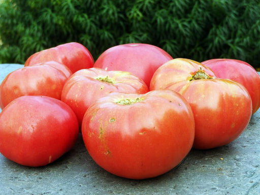 Freshly harvested, ripe red garden tomatoes on a stone surface with green foliage. Healthy, organic produce.