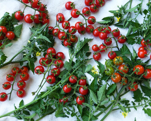 Vibrant red, green, and orange cherry tomatoes on the vine with fresh leaves and yellow blooms. Fresh garden produce.