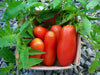 Ripe red plum tomatoes in a wooden basket, nestled among green tomato leaves on gravel. Fresh garden harvest.