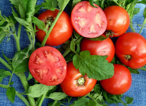 Fresh ripe red tomatoes, whole and cut, with green leaves on blue denim. Healthy garden produce.