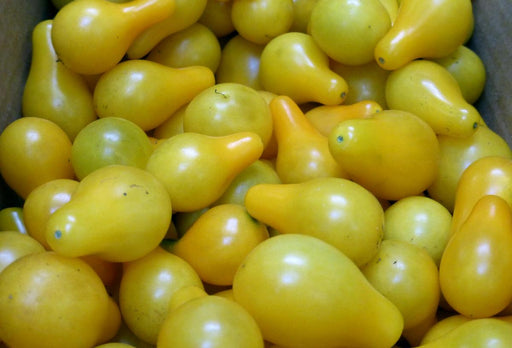 Freshly harvested yellow pear tomatoes, some round, vibrant and ripe for salads, sauces, or snacking.